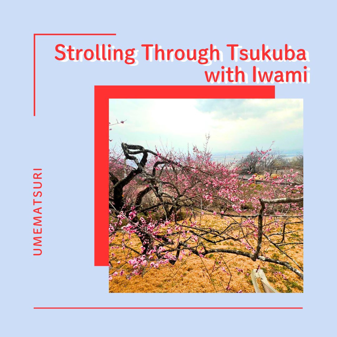 筑波山の梅の花