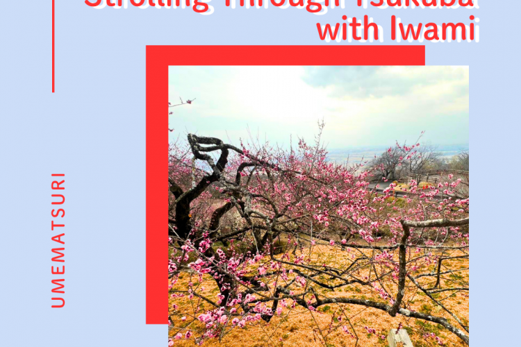 筑波山の梅の花